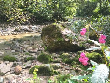 A rocky stream surrounded by lush green trees, mossy rocks, and pink wildflowers in the foreground.