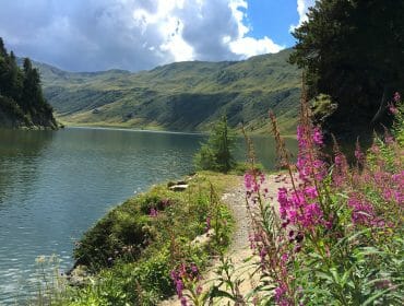 Tappenkarsee00012 A lakeside path near Jägersee with pink wildflowers, green hills, and a partly cloudy sky in the background.