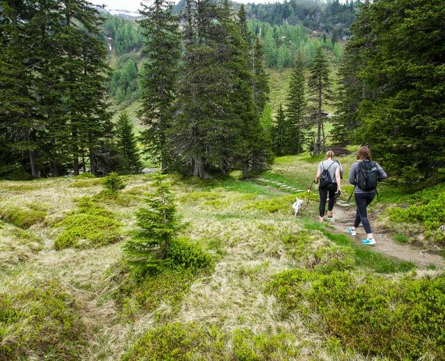 On the way at the Rauriser Primeval Forest