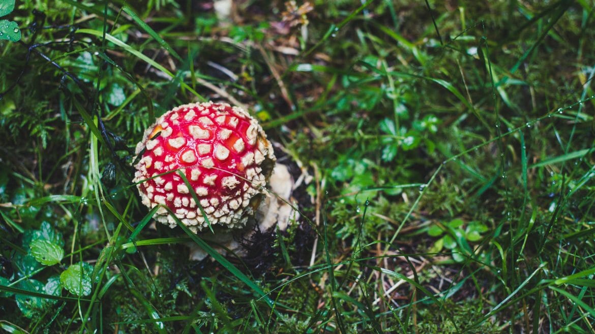 A fly agaric by the wayside