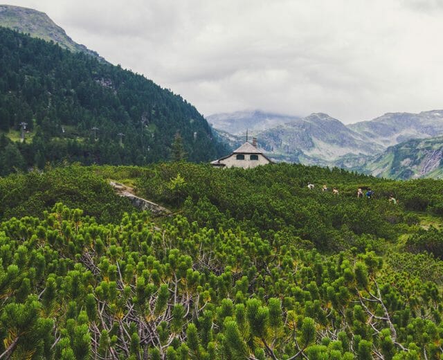 Hiking through the Wiegenwald Forest