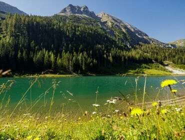 Wildflowers by a turquoise lake, with a forest and rugged mountains in the background under a clear blue sky.