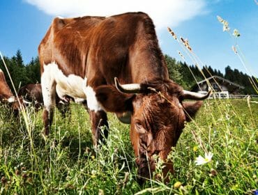 Brown and white cow grazing in a wildflower-filled meadow under a bright blue sky with a barn in the background.