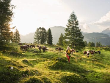 A person enjoys a bookable hiking experience among grazing cows on a grassy, sunlit hillside.