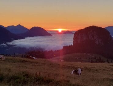 Cows rest on a grassy hillside at sunrise, with mountains and a sea of clouds in the background.