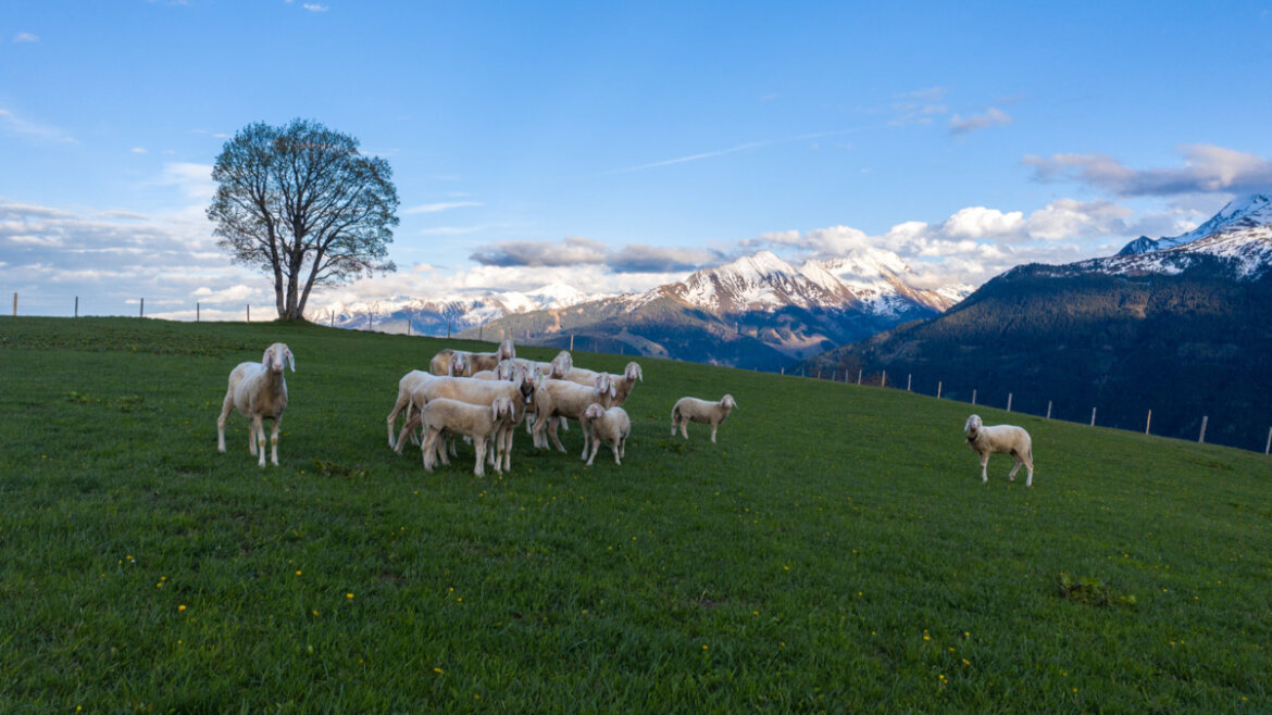Sheep on a green pasture, with snow-covered mountains in the background.