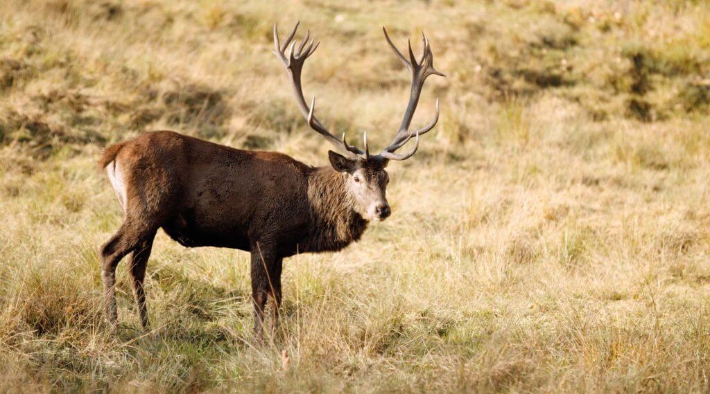 A large brown deer with antlers stands in a grassy field, looking towards the camera.