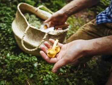 Az erdő ajándéka, az ízletes rókagomba