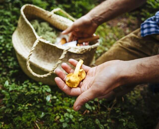 Az erdő ajándéka, az ízletes rókagomba Az erdő ajándéka, az ízletes rókagomba
