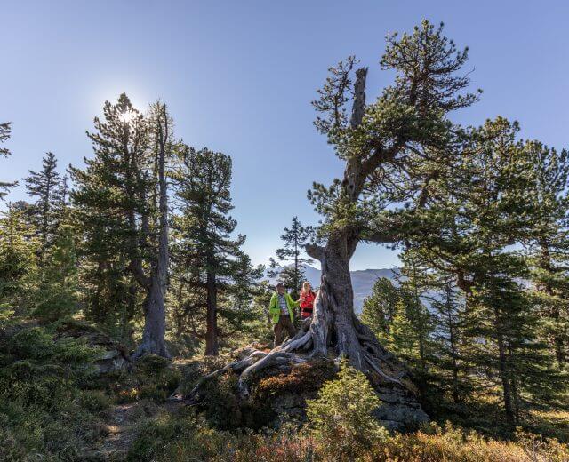Wandern im Naturraum Wald Erdei túra a cirbolyafenyők túraútvonalán
