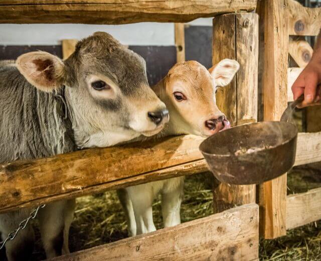 Räuchern im Kuhstall - Etetés a tehénistállóban