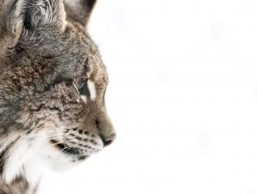 Winter im Wildpark Ferleiten