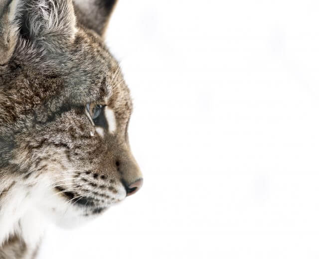 Winter im Wildpark Ferleiten