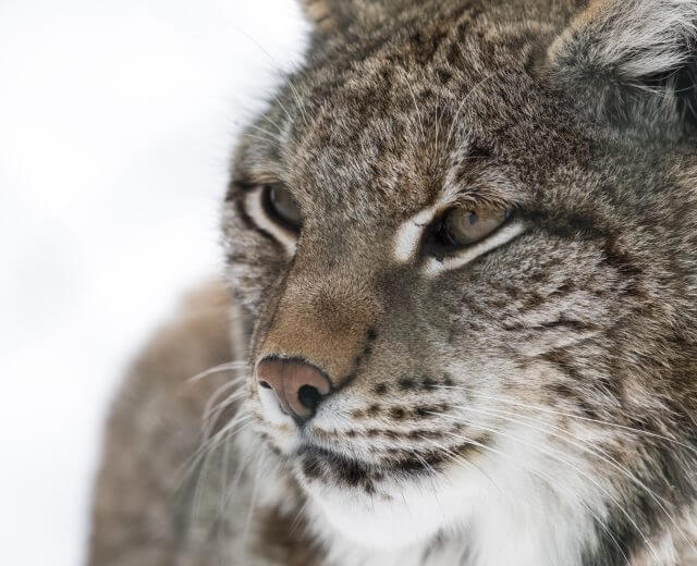 Winter im Wildpark Ferleiten