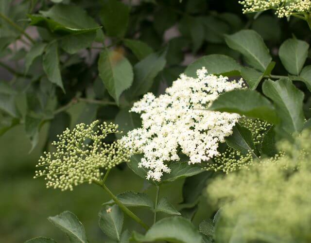 Holunder Holunder, bodzavirág