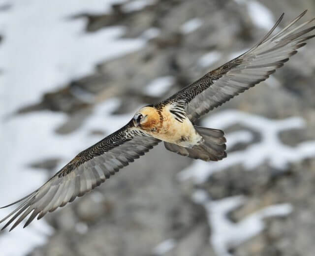 Szakállas keselyű repülés közben a Magas-Tauern Nemzeti Park üdülőrégióban Szakállas keselyű repülés közben.