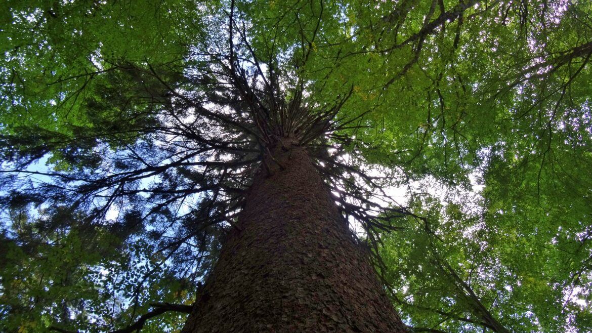A Lammertal völgyi őserdő óriás fája, az Alte Tax