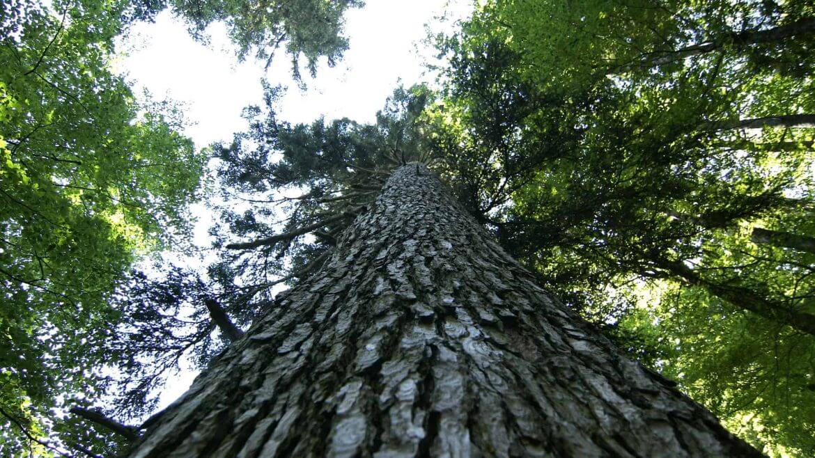 A Lammertal völgyi őserdő óriás fái, fatörzs alulról