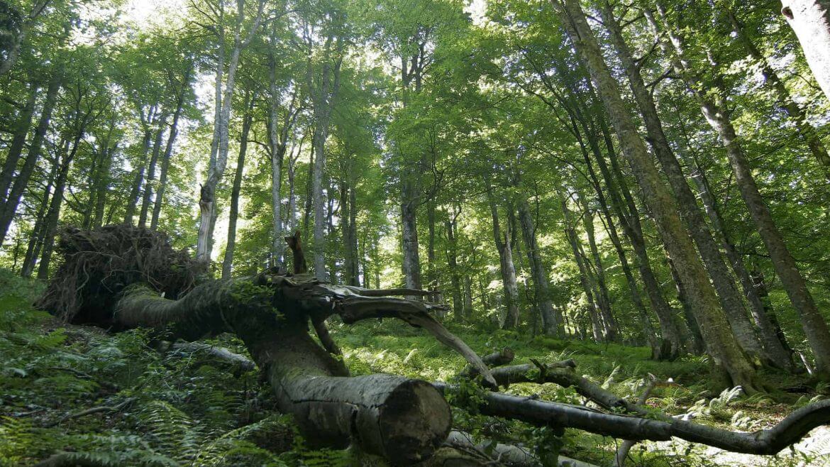 Elhalt fa a Lammertal völgyi őserdőben