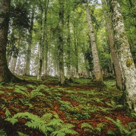 A Lammertal völgyi őserdő óriás fái