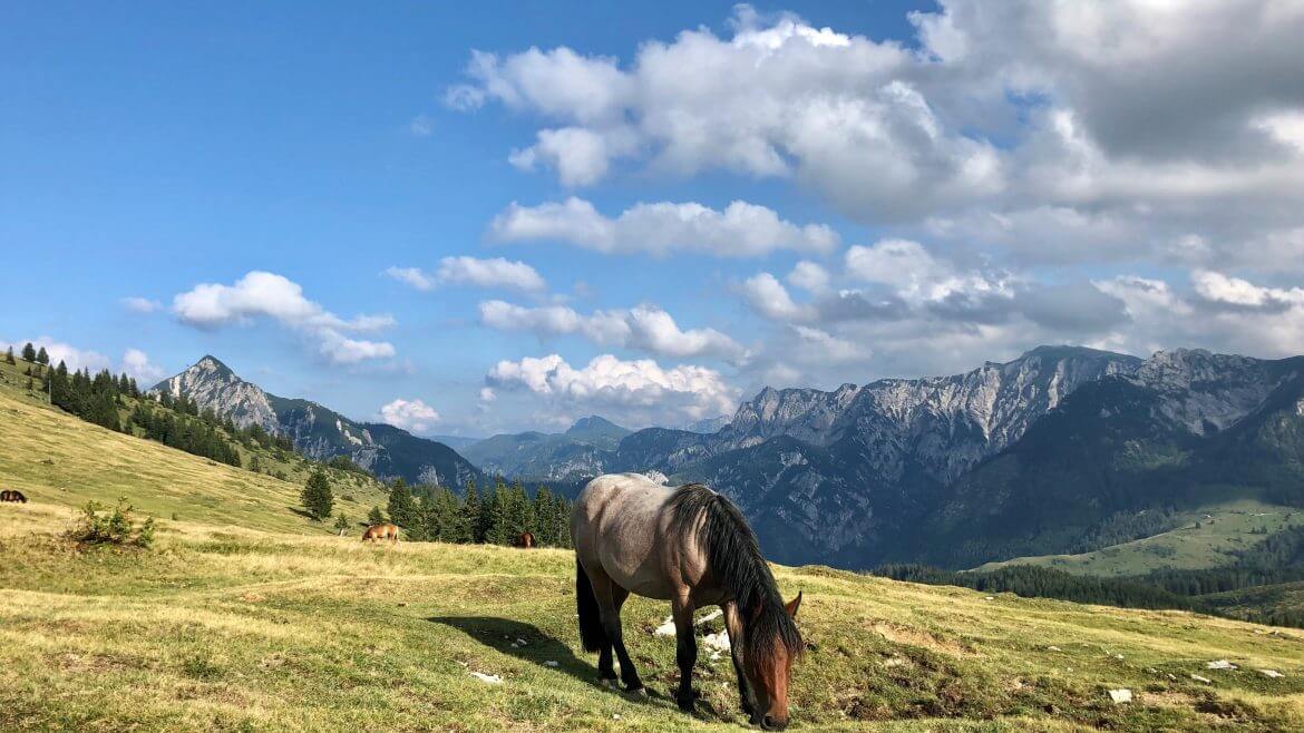 Legelésző ló a Postalm alpesi legelőjén
