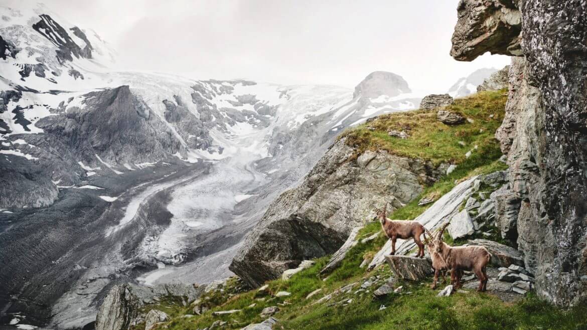 Kőszáli kecskék figyelnek csodás hegyi panorámával a magashegyi panorámaút vidékén