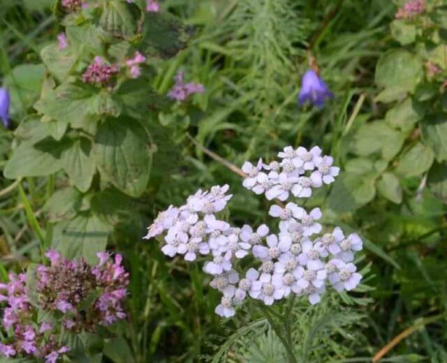 A cickafark az egyik legsokoldalúbb gyógynövény