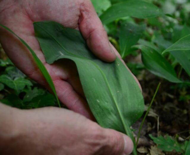 A medvehagyma levele A medvehagyma levele nagyon hasonlít a gyöngyvirágéra, amely mérgező növény.