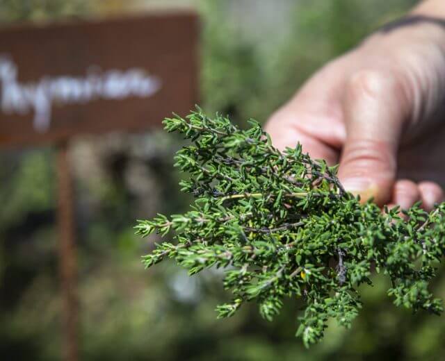Kakukkfű a Herzoghof farm fűszerkertjéből