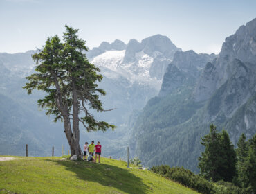 Három ember áll egy fa alatt egy füves dombon egy családi üdülés Dachstein West nyár kalandozás közben.