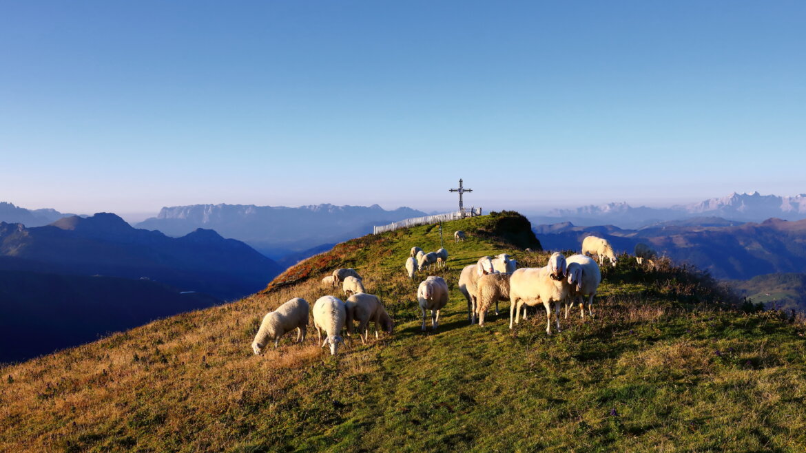 Pecore al pascolo su una collina erbosa vicino a Grossarl, con una croce di metallo e montagne lontane sotto un cielo azzurro. (Vista ingrandita)