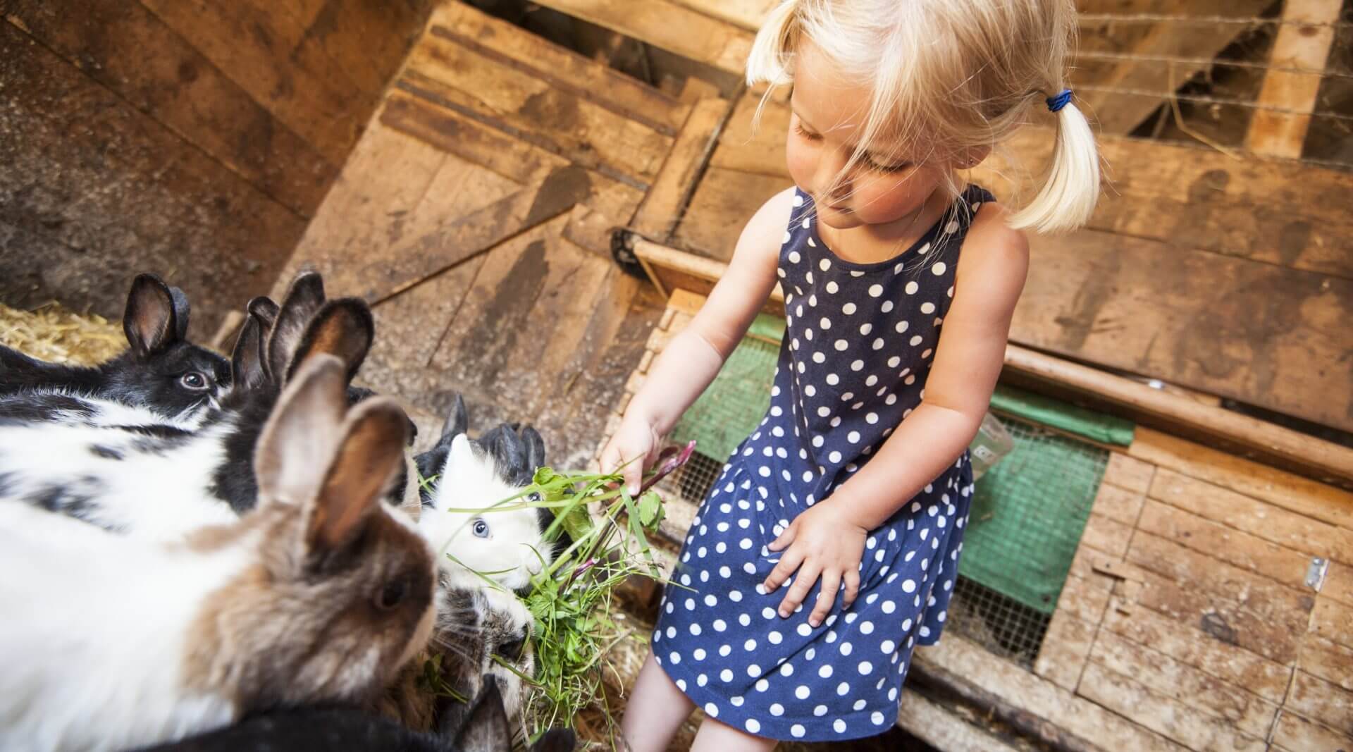 Bambina bionda che foraggia i conigli in fattoria