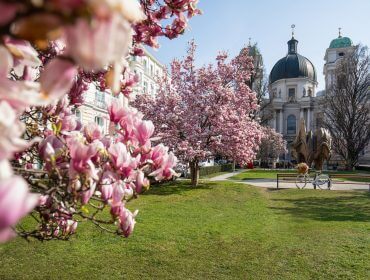 Magnolie in fiore sulla piazza Makart di Salisburgo con vista sulla Chiesa della Trinità e sul prato centrale