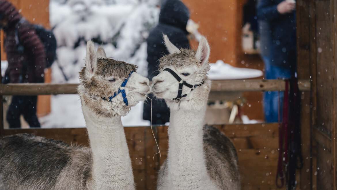 Alpaca regalano all’Avvento di Gmunden un fascino unico con passeggiate nei pomeriggi da venerdì a domenica (Vista ingrandita)