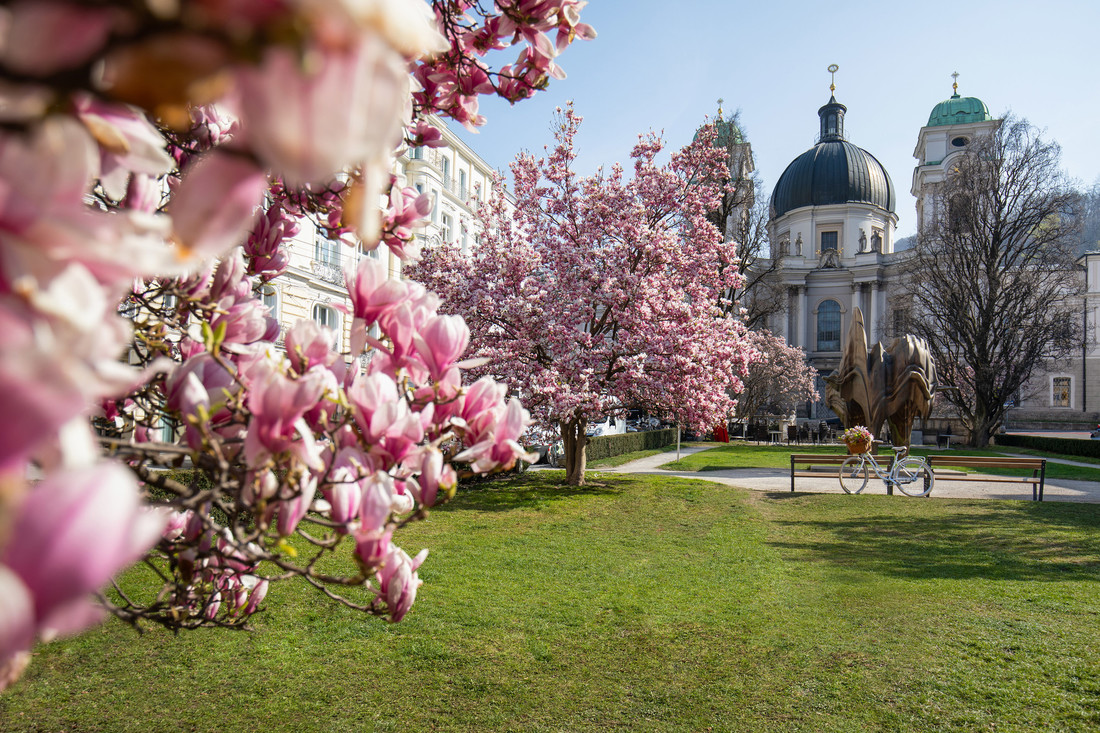 Magnolie in fiore nella Piazza Makart rispettivamente Makartplatz di Salisburgo nel centro storico Patrimonio dell’Umanità dell’UNESCO