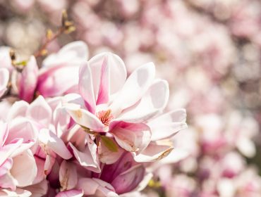 Makartplatz Magnolien Close-up van bloeiende roze en witte magnoliabloemen in het zachte zonlicht van het SalzburgerLand, onscherpe achtergrond.