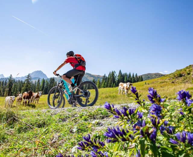 Een fietser rijdt op een mountainbike op een zonnig pad in de buurt van grazende koeien en paarse wilde bloemen.