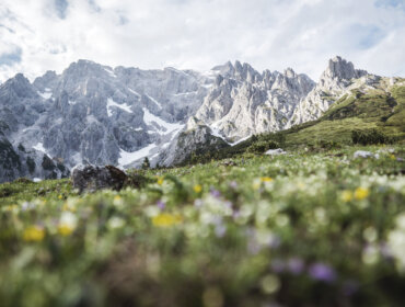 Zielone pastwisko usöane kolorowym alpejksim kwieciem, a w tle poszarpane granie masywu Hochkönig.
