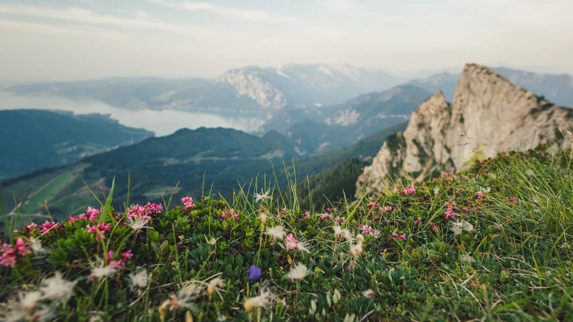 Ze szczytu góry Schafberg roztacza się fantastyczna panorama krainy jezior alpejskich Salzkammergut