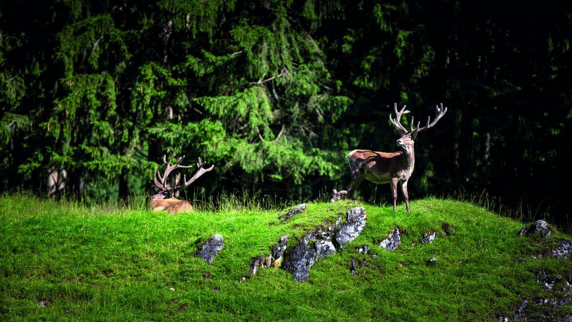 Popularnym celem wycieczkowych dla rodzin z dziećmi jest rezerwat zwierzyny i park rozrywki w Untertauern. Tu dzieic mogą zobaczyć m.in. piękne jelenie.