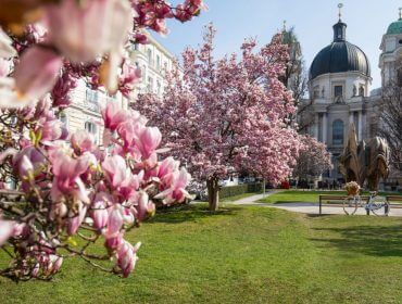 rs2882_2019-04-01-slt-makartplatz-by-michael-groessinger-img_8487-eine-ebene-1170×658 Różowe drzewa magnolii kwitnące w parku-do zobaczenia na Ziemi Salzburskiej z kopulastym zabytkowym budynkiem.