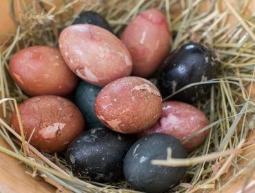 Gniazdo z czerwonymi, czarnymi i niebieskimi jajkami na słomie, inspirowane Wielkanocą na Ziemi Salzburskiej.