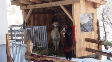 Agroturystyka na Ziemi Salzburskiej: sympatyczne alpaki z farmy Maurachhof czekają na swój zimowy spacer.