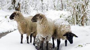 Ciepła wełna chroni owce przed zimnem, nawet kiedy spadają na nie zimne płatki śniegu. Agroturystyka na Ziemi Salzburskiej.