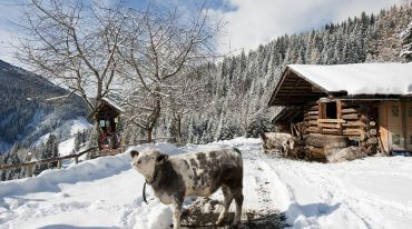 Ferie zimowe na salzburskich farmach to bliskie spotkanie zwierzętami w domu, w zagrodzie i na śniegu.
