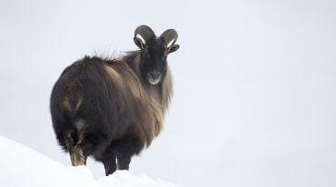 Koziorożec alpejski (Capra ibex) zwany również kozłem skalnym jest gatunkiem rozpowszechnionym w Alpach.