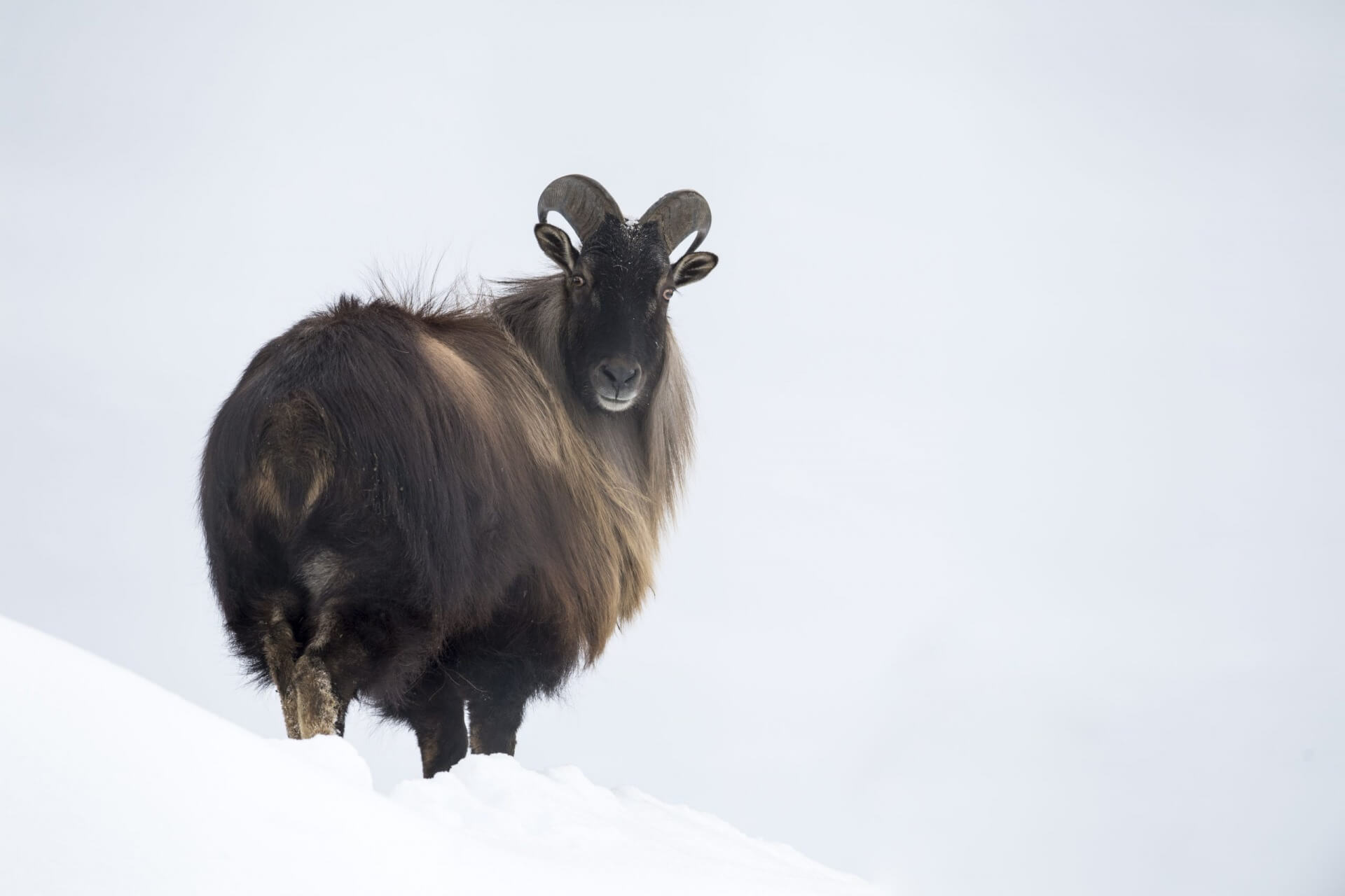 oziorożec alpejski (Capra ibex) zwany również kozłem skalnym jest gatunkiem rozpowszechnionym w Alpach. Spotkamy go w rezerwacie zwierzyny Ferleiten.
