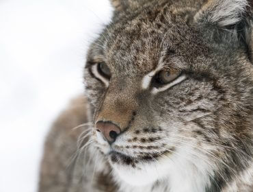 Luchs, Ferleiten Przyjście na świat potomstwa rysiów jest w rezerwacie zwierzyny Ferleiten wydarzeniem nieczęstym i szczególnym.