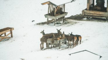 Pokazowe dokarmianie zwierzyny w dolinie Habachtal: jelenie przy paśnikach.