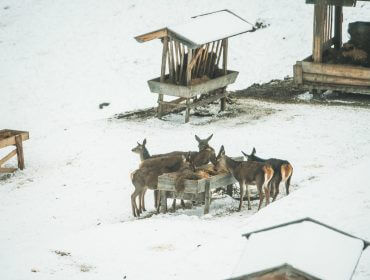 Pokazowe dokarmianie zwierzyny w dolinie Habachtal: jelenie przy paśnikach.